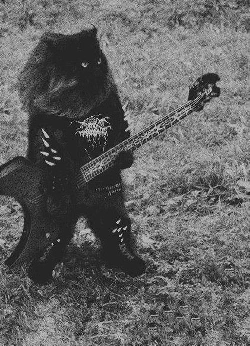 Black Metal cat Overdrive